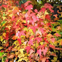 Acer buergerianum 40 cm