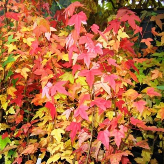 Acer buergerianum 40 cm