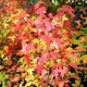 Acer buergerianum 40 cm