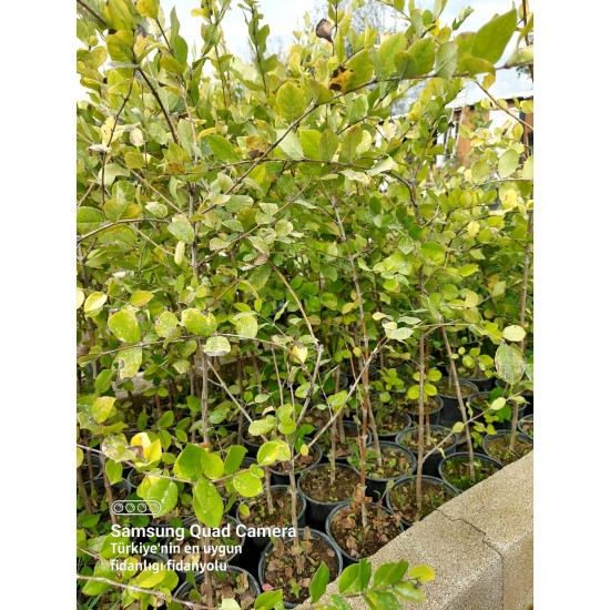 Yoğun kokulu kış hanımeli fidanı lonicera fragrantissima 60 cm 