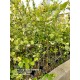 Yoğun kokulu kış hanımeli fidanı lonicera fragrantissima 60 cm 