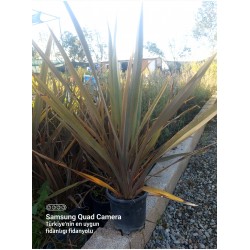 Formium Phormium  Kırmızı  (Phormium tenax atropurpureum) Fidanı