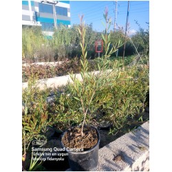 Fırça Çalısı (Callistemon citrinus)