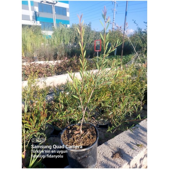 Fırça Çalısı (Callistemon citrinus)