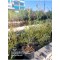 Fırça Çalısı (Callistemon citrinus)