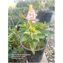 Kelebek Çalısı Buddleja davidii ‘Butterfly Candy Little Mor