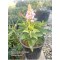 Kelebek Çalısı Buddleja davidii ‘Butterfly Candy Little Mor