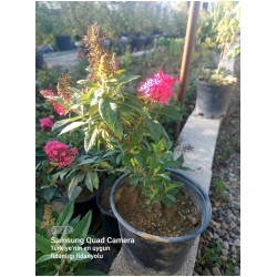 Kelebek Çalısı Buddleja davidii ‘Butterfly Candy Little Pembe