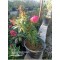 Kelebek Çalısı Buddleja davidii ‘Butterfly Candy Little Pembe
