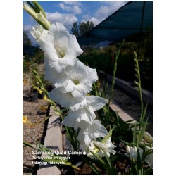 Glayör Çiçeği (Gladiolus) Beyaz