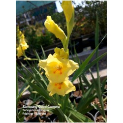 Glayör Çiçeği (Gladiolus) Sarı