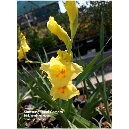 Glayör Çiçeği (Gladiolus) Sarı