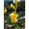 Glayör Çiçeği (Gladiolus) Sarı
