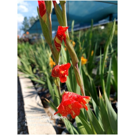 Glayör Çiçeği (Gladiolus) Kırmızı