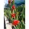 Glayör Çiçeği (Gladiolus) Kırmızı