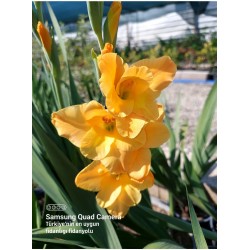 Glayör Çiçeği (Gladiolus) Turuncu