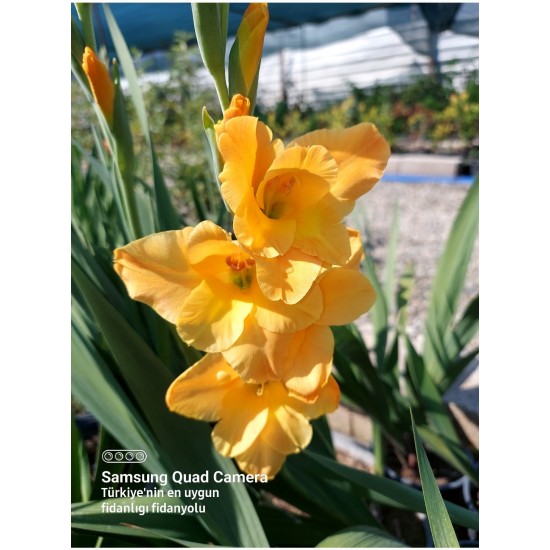 Glayör Çiçeği (Gladiolus) Turuncu