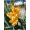Glayör Çiçeği (Gladiolus) Turuncu
