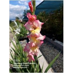 Glayör Çiçeği (Gladiolus) Pembe