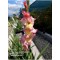 Glayör Çiçeği (Gladiolus) Pembe