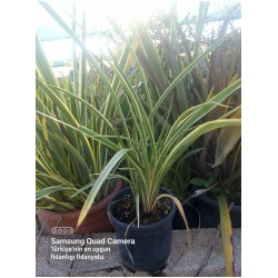 ​Formium Alacalı (Phormium Tenax Variegata) Fidanı