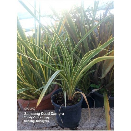 ​Formium Alacalı (Phormium Tenax Variegata) Fidanı
