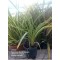 ​Formium Alacalı (Phormium Tenax Variegata) Fidanı