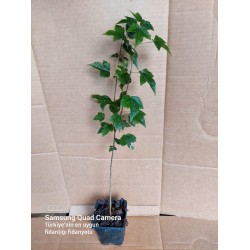 Acer buergerianum 40 cm