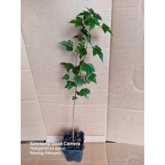 Acer buergerianum 40 cm