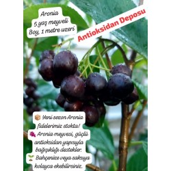 Aronia Berry Doku Kültürü 6 yaş Saksılı 1 metre