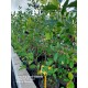 Aronia Berry Doku Kültürü 6 yaş Saksılı 1 metre