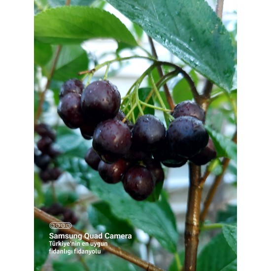 Aronia Berry Doku Kültürü 6 yaş Saksılı 1 metre