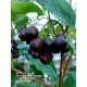 Aronia Berry Doku Kültürü 6 yaş Saksılı 1 metre