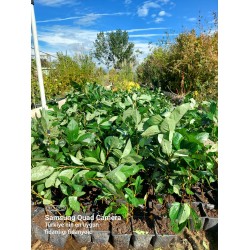 Aronia Berry Doku Kültürü 1.5 Yaş