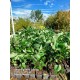 Aronia Berry Doku Kültürü 1.5 Yaş