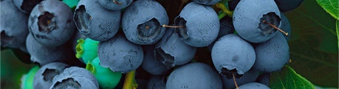 Yaban Mersini Dikimi, Bakımı ve Budama: Bol Meyve İçin Altın Kuralla