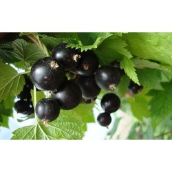Siyah Frenk Üzümü Kokulu 30 cm