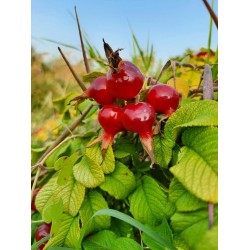 Rosa rugosa Yediveren Kırmızı Kuşburnu