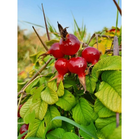 Rosa rugosa Yediveren Kırmızı Kuşburnu