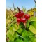 Rosa rugosa Yediveren Kırmızı Kuşburnu
