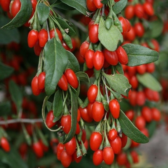 Goji Berry Kırmızı