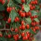 Goji Berry Kırmızı
