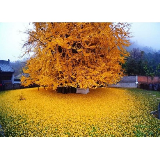 Ginkgo Biloba Mabet Ağacı 20 cm