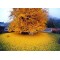 Ginkgo Biloba Mabet Ağacı 20 cm