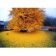 Ginkgo Biloba Mabet Ağacı 20 cm