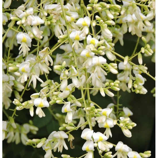 Japon Sofora Ağacı, Sophora japonica