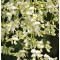 Japon Sofora Ağacı, Sophora japonica