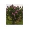 Ağaç Hatmi Hibiscus sinensis Tüplü Pembe 1,50 metre