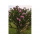 Ağaç Hatmi Hibiscus sinensis Tüplü Pembe 1,50 metre