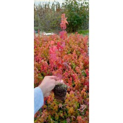 Japon Akçaağac Acer palmatum Ağacı 60 cm